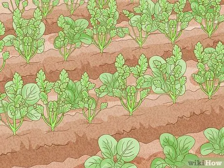 Защита посевов от сильного дождя Шаг 6