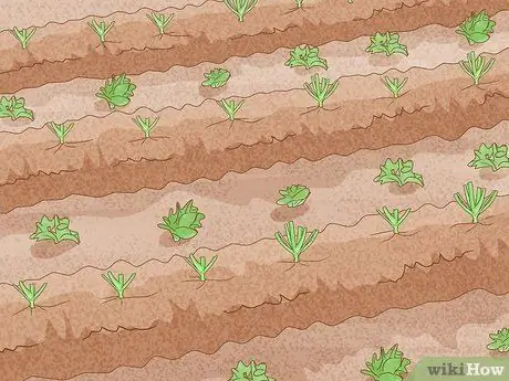 Защита посевов от сильного дождя Шаг 8