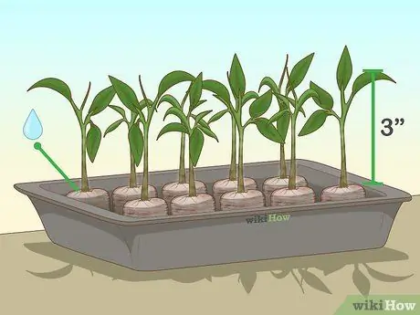 Выращивание призрачного перца, шаг 10