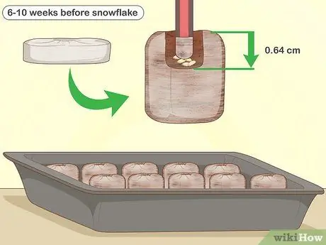 Выращивание призрачного перца, шаг 6