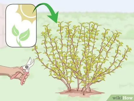 Prune Ninebark Step 1