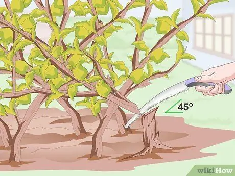 Prune Ninebark Step 10