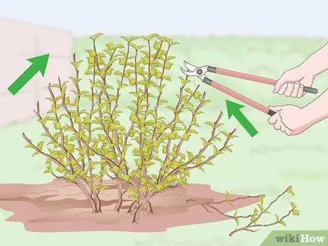 Prune Ninebark Step 11