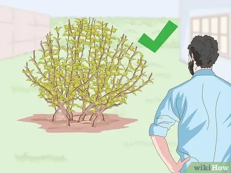 Prune Ninebark Step 12