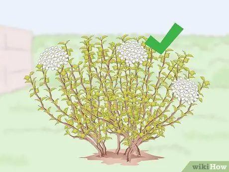 Prune Ninebark Step 2