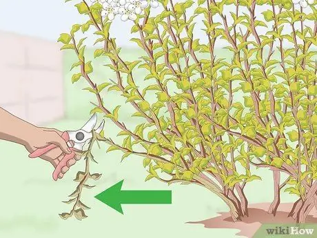 Prune Ninebark Step 3