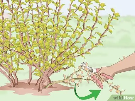 Prune Ninebark Step 4