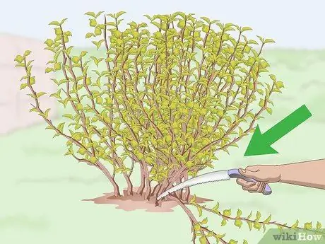 Prune Ninebark Step 5
