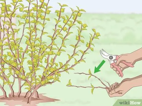 Prune Ninebark Step 6