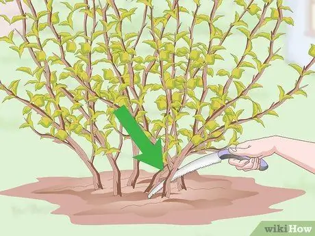 Prune Ninebark Step 9