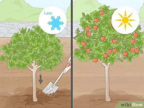 Вырастить летний сад Шаг 4