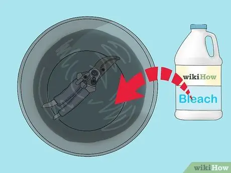 Обрезка тутового дерева, шаг 1