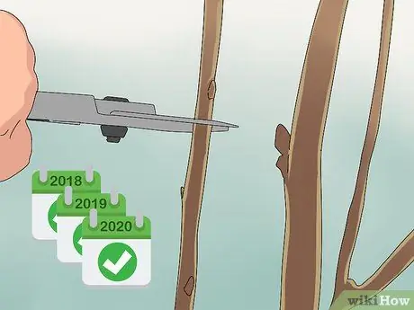 Обрезка тутового дерева Шаг 10