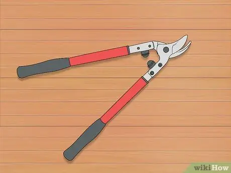 Обрезка тутового дерева, шаг 2