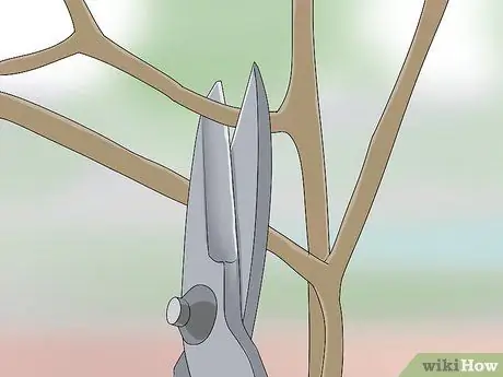 Обрезка тутового дерева, шаг 3