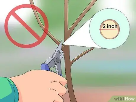 Обрезка тутового дерева Шаг 4