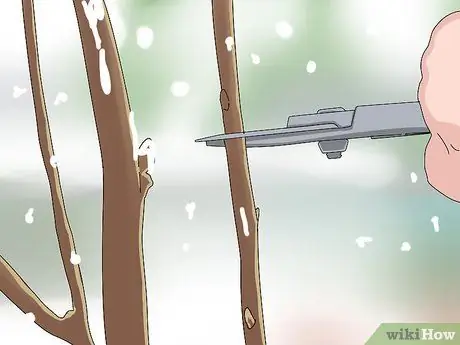 Обрезка тутового дерева Шаг 5