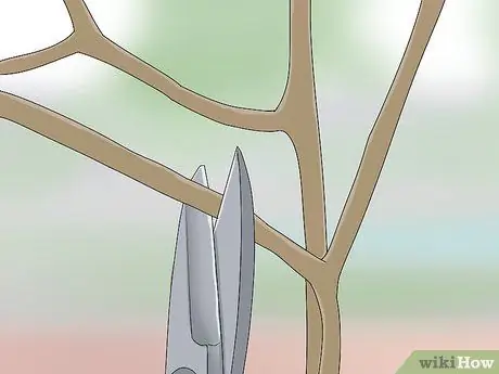 Обрезка тутового дерева Шаг 8