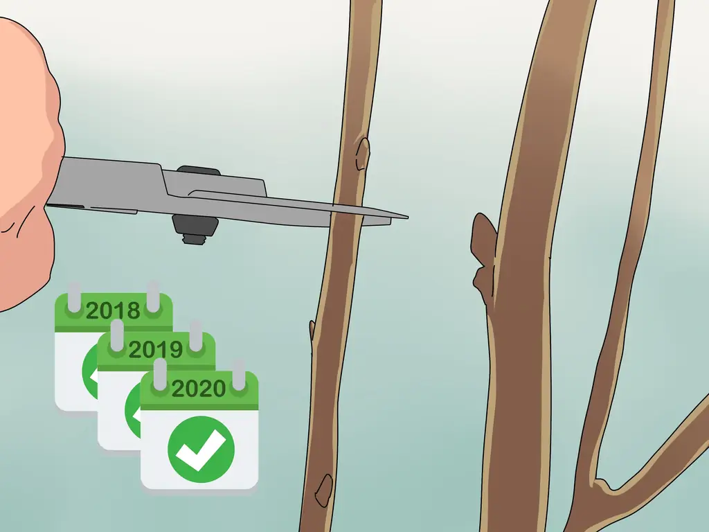 Как обрезать тутовое дерево: 10 шагов (с иллюстрациями)