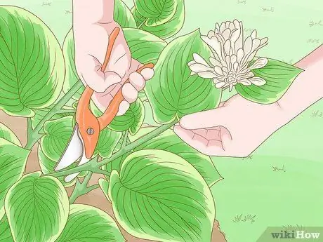 Prune Hostas Шаг 1