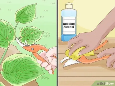 Prune Hostas Шаг 10