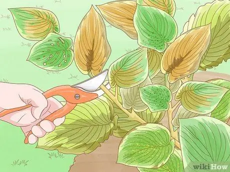 Prune Hostas Шаг 11