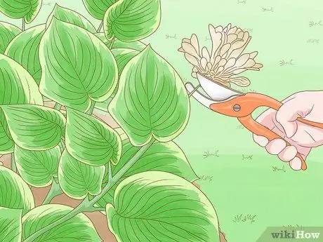 Prune Hostas Шаг 3