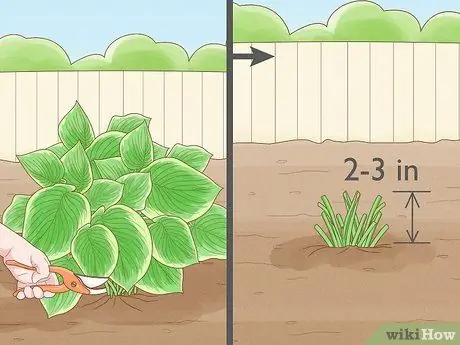 Prune Hostas Шаг 6