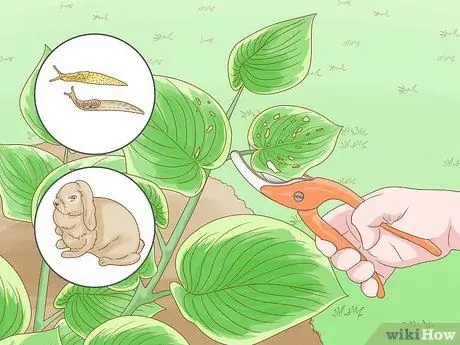 Prune Hostas Шаг 8