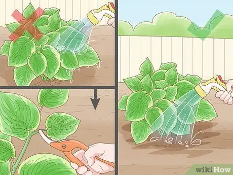 Prune Hostas Шаг 9