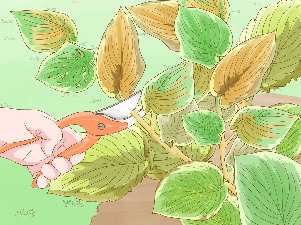 3 способа обрезки хоста