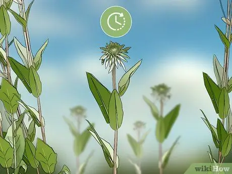 Сбор эхинацеи Шаг 1