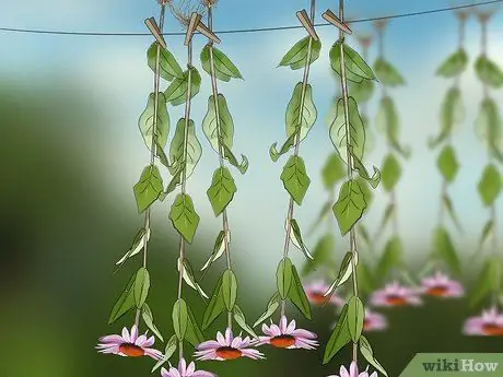 Сбор эхинацеи Шаг 10