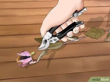 Сбор эхинацеи Шаг 11