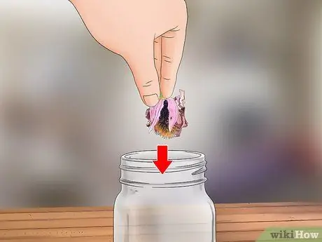 Сбор эхинацеи Шаг 12