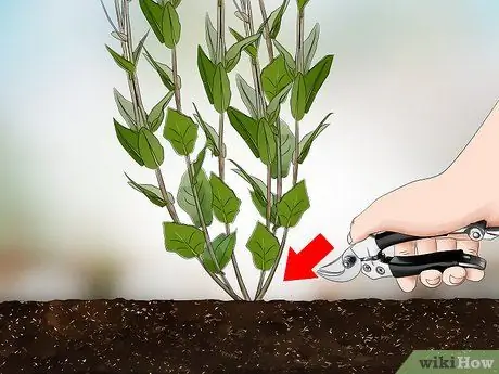 Сбор эхинацеи Шаг 3