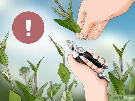 Сбор эхинацеи Шаг 4