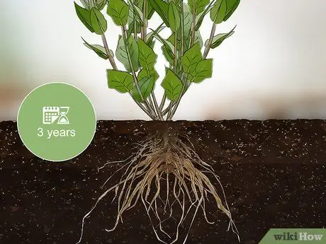 Сбор эхинацеи Шаг 5