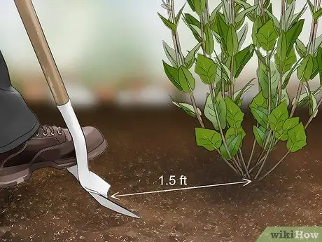 Сбор эхинацеи Шаг 6