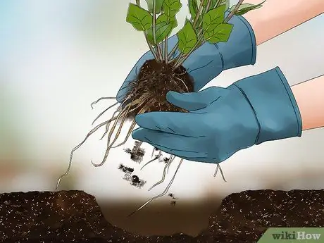 Сбор эхинацеи Шаг 7