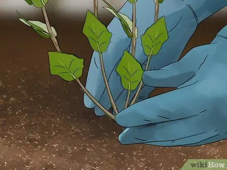 Сбор эхинацеи Шаг 8