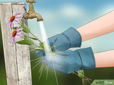 Сбор эхинацеи Шаг 9