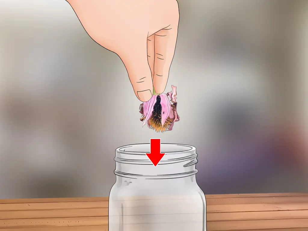 3 способа сбора эхинацеи