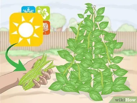 Выбор фасоли бегунка Шаг 1