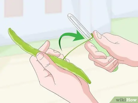 Выбор фасоли бегунка Шаг 10