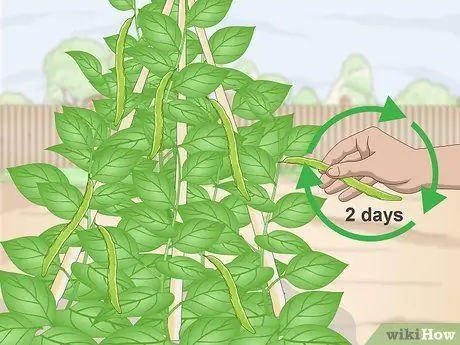 Выбор фасоли бегунка Шаг 4