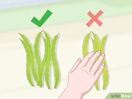 Выбор фасоли бегунка Шаг 6