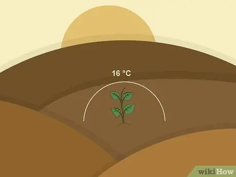 Вырасти Таро Шаг 10