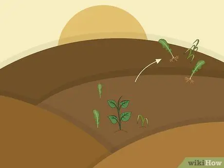 Расти Таро Шаг 11