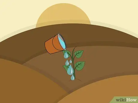 Вырасти Таро Шаг 12